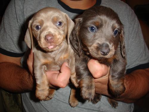 Mini Dachshund Pups - Cute little miniature dachshund puppies