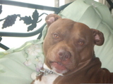 Marlboro - My Pitbull