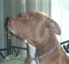 Marlboro - American Pitbull Terrior