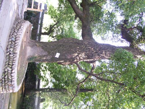 the big camphor - this labor day i went to the most beatiful countryside of china which is called'wuyuan'.the big camphor is located in a village.sometimes several traveller hug it together maybe 20 people can do that..