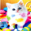 cute kitten - i like this