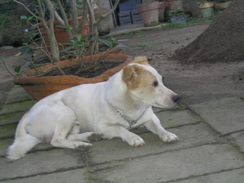 maxtor, our jack russel terrier - maxtor mentholcandy