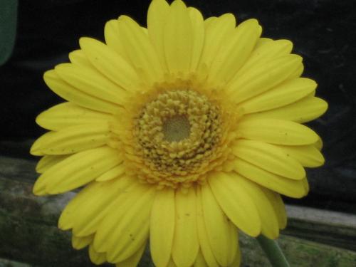 flowers enlighten my day - this was taken in one of my favorite places.. come and explore my country!
