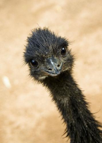 wild life - life of zoo
