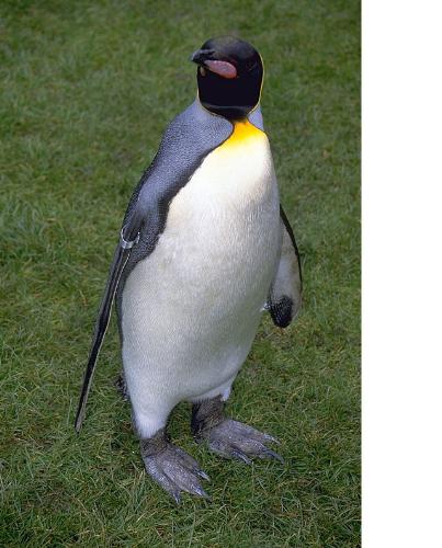 wild life - life of zoo