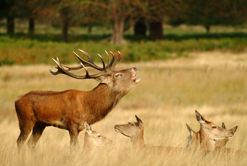 wild life - life of zoo