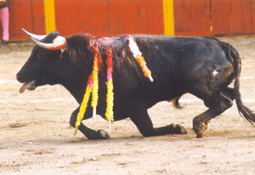 Bull fighting - Bull fighting in Mexico and Spain...