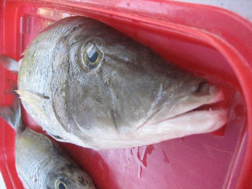 big fish - this is a pretty cool pic of a fish. enjoy!