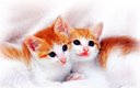 another twins - Twins