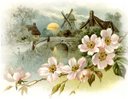 flowers - Flowers
