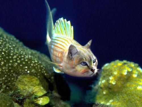 Catfish - How about a Catfish?...

Courtesy of Photoshoped animals.