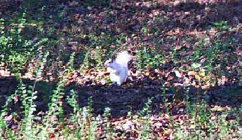 white squirrels -  One of the maney white squirrels of Brevard