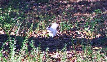 White Squirrel - This is a white squirrel at the Brevard collage.