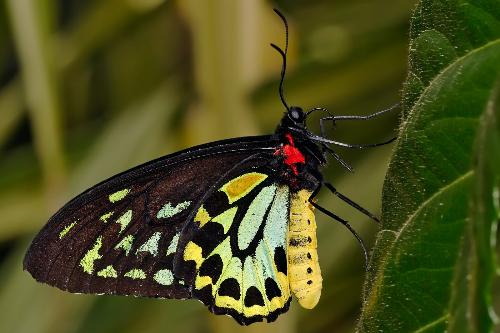 Cairns Birdwing Butterfly - The Cairns Birdwing (Ornithoptera euphorion) is a birdwing butterfly of the Papilionidae family. It is Australia's largest butterfly, and is native to the tropical north of Queensland.