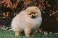 pomerian dog - pomerian dog is a great dog wich i like very much. pomerian dog - pomerian dog is a great dog wich i like very much.