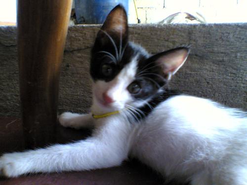 Our new kitten - Introducing the newest member of our family: Tongting the cat.