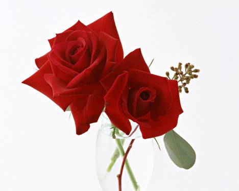 Roses - Red Roses is gifted to someone you love.
