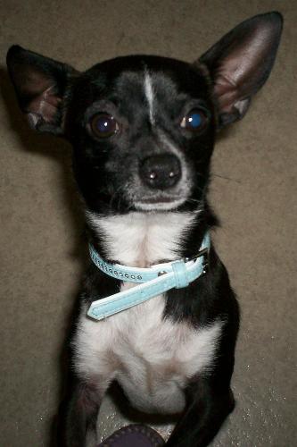 Pepi, 1 year old male, chihuahua - A very sweet even tempered little guy