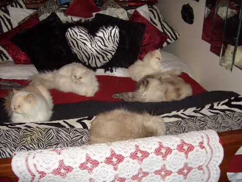 My cats - My cats sharing the bed