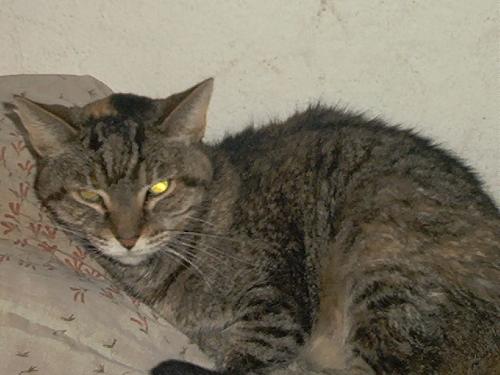 Beloved cat - Beloved cat,pet, friend, loved one