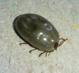 A dog tick - This is a picture of a dog tick.
I hate ticks.