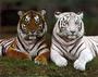 I love big cats! - I picked this pic off of myspace.come Beautiful photo of a Siberian & bengal Tiger.