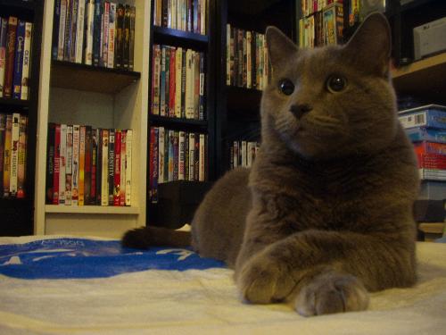 Reggie Cat - This is my handsome Reggie Cat. I love him and his pretty proper way of sitting.