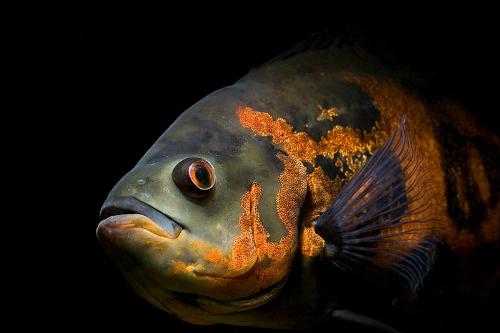 Astronotus ocellatus - The Oscar (Astronotus ocellatus) is a species of fish from the cichlid family. In South America, where the species occurs, they are often found for sale as a food fish in the local markets. The species is also a popular aquarium fish. They have been reported to grow to a length of 45 cm (ca. 18 in) and a mass of 1.6 kg (3.5 lb). Astronotus ocellatus - The Oscar (Astronotus ocellatus) is a species of fish from the cichlid family. In South America, where the species occurs, they are often found for sale as a food fish in the local markets. The species is also a popular aquarium fish. They have been reported to grow to a length of 45 cm (ca. 18 in) and a mass of 1.6 kg (3.5 lb).