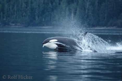 Orca Whale - Whale hunting must be banned.,
