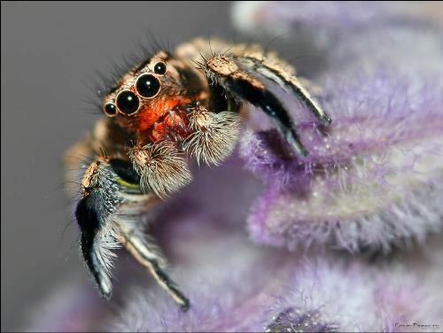 spiders - is this the ug;iest spider you ever saw