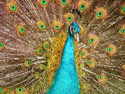 indian peacock - indian peacock