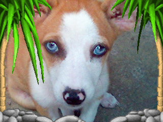 my dog - This is my beloved dog, bunny. I called her bunny coz she hops like a bunny when she sees me. This is a well behaved dog who just sleeps most of the time but when I arrive home, she dances and howls to let me know she's really happy. Such a sweet dog, isn't it?