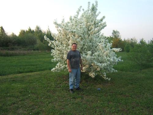 Me in the flesh! - Taken at my sisters place in northern Alberta June 3 2007. I don't know what the tree is called, but there are 2 others in their yard just like it!
