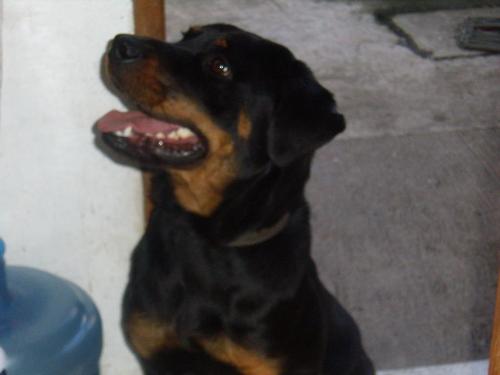Gloria - Gloria is my 1 year old rottweiler. She is very playful and very very very sweet puppy. She loves rolling around and biting his chain. She never complains. At her age today, she grows very strong and she ruined our bars at home. We haven't made her dog house yet.