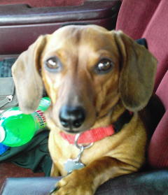 My weiner - This is Izzy. She is like my child. I can not leave her or she howls and goes crazy digging at the door.