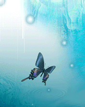 the butterfly - beautiful butterfly