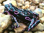 Purple day-glo Frog - New Species Found In South America !
