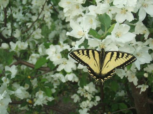 Monarch Butterfly - So close i could have touched it! This butterfly was on a tree in my sisters yard.