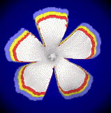 Can't locate mylot reputation? - This dancing flower symbolizes our mylot reputation. Our reputations here are important for us, hence this dancing flower, symbolizing one's reputation. What happend? Is there a glitch to mylot, or has it removed it from being shown here to prevent further conflicts? I really need some answers to these questions.