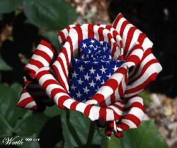 American Flag Rose  - American Flag Rose