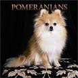 Pomeranian dog - So cute!