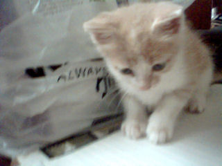 My Little Spit Fire - At 5 weeks old. Spit Fire is sure living up to his name. But he certainly is a cute little thing.