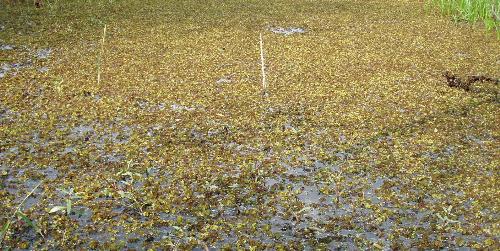 A bog. - This picture gives a nice pattern.