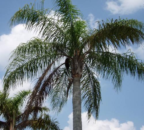 Palm Trees! - A classic Florida scene. Taken in central Florida, on a clear, sunny day.