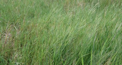 grass - Picture of some grass making a nice pattern