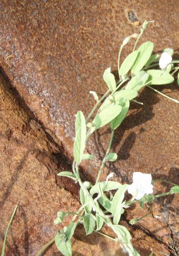 A flower growing in the rust - This is a somewhat symbolic photo. Symbolic of what? I don't know.