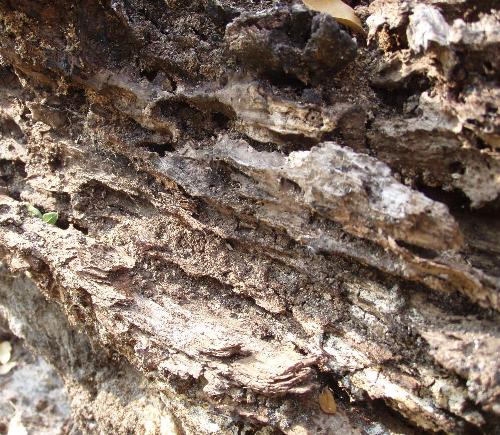 A rotting log. - This is a close up of a very rotten log.