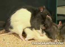 gay rats - gay rats in action