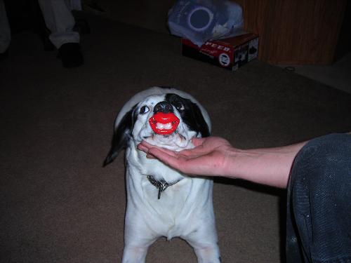 The real petey please stand up and smile - sorry here he is folks