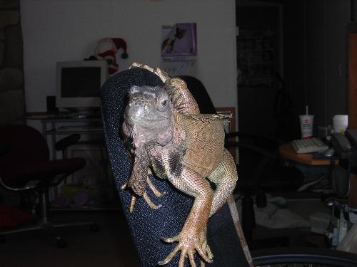 my igauna - this is my pet what do you think??? my husband feeds him though